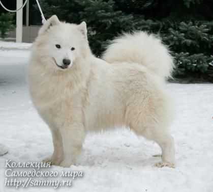 Laskovoe Oblako Charovnitsa Jakonda | Samoyed 