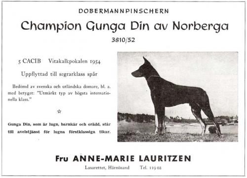 Gunga Din av Norberga | Black Doberman Pinscher