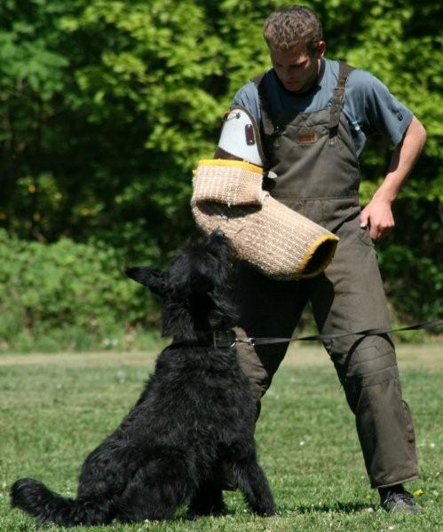 Echtenhof Flip | Bouvier des Flandres 