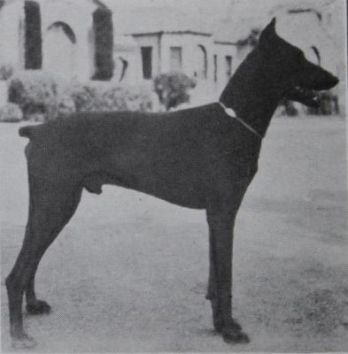 Hans v. Ingenhoven | Black Doberman Pinscher