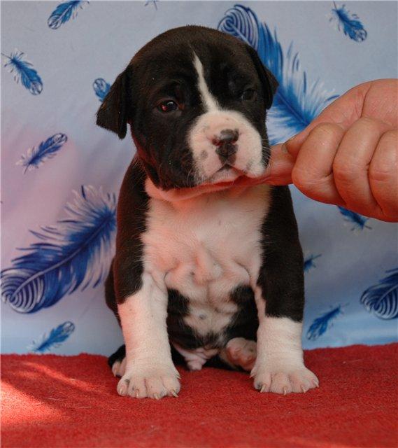 Imperia KZ Left Hook | American Staffordshire Terrier 