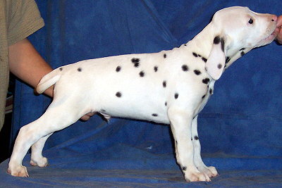 Dotodot of Wolfcubs | Dalmatian 