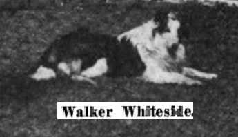 Walker Whiteside | Rough Collie 