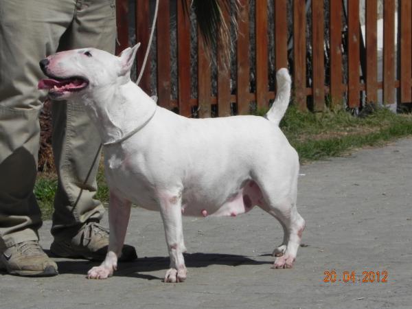 Bellisima Anaga Resalany de Lord Bull | Bull Terrier 