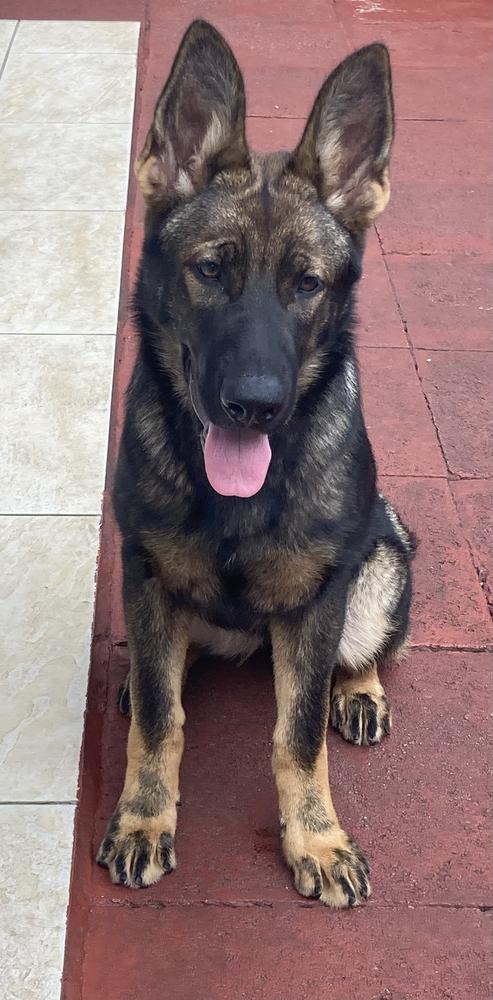 Brooklyn Vom Icer | German Shepherd Dog 