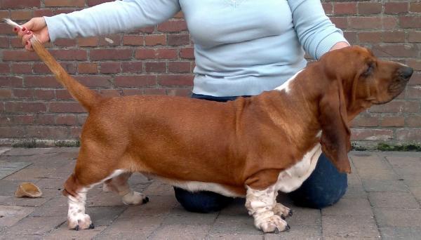 NewDown Bassets Karline | Basset Hound 