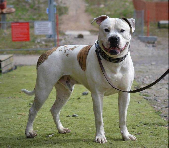 Tm`s northern ab`s night striker | American Bulldog 