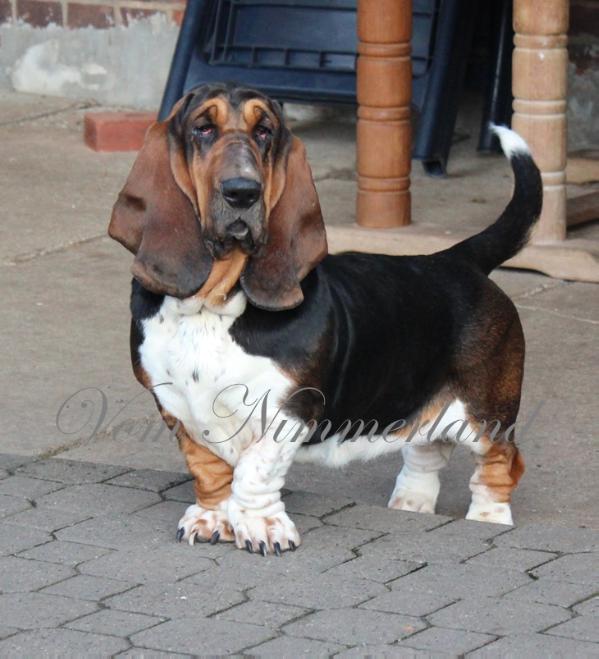 NewDown Bassets Queen of Diamond | Basset Hound 