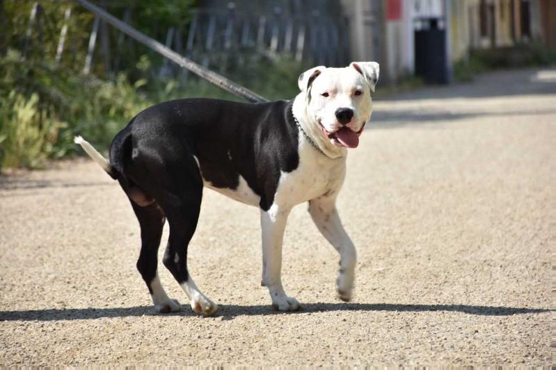 Prince Fernando | American Staffordshire Terrier 