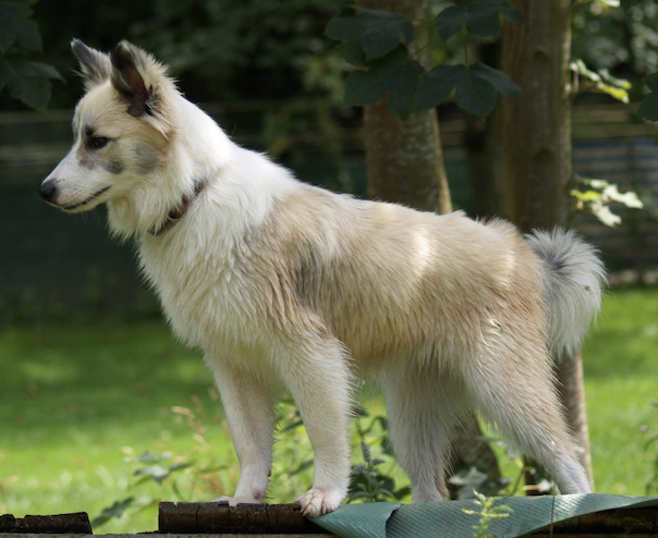 Dawn´s Salka Lazy River of Jurassic Valley | Icelandic Sheepdog 