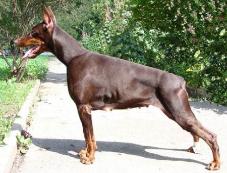 Modus Ost Viva Victoria | Brown Doberman Pinscher