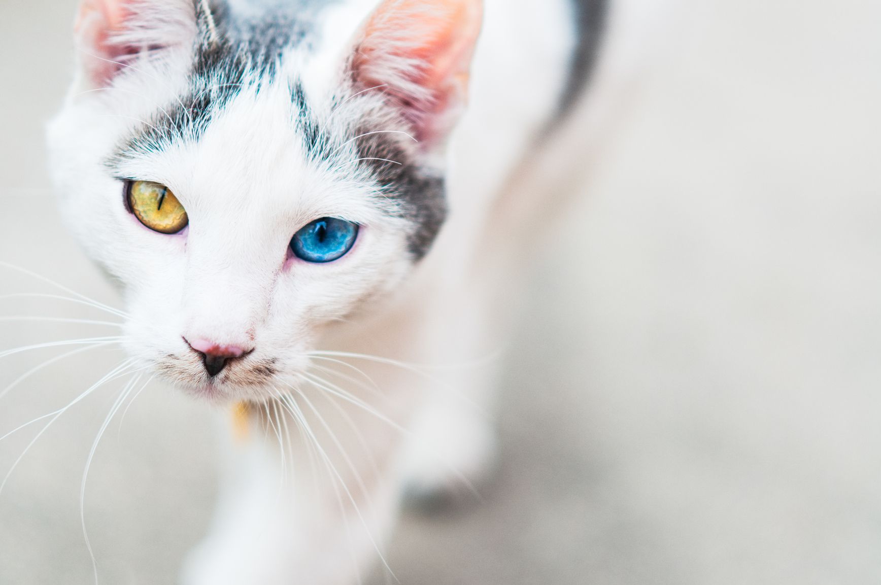 Mixed Breed Cats