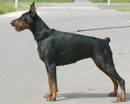 Modus Ost Wella Walientra | Black Doberman Pinscher