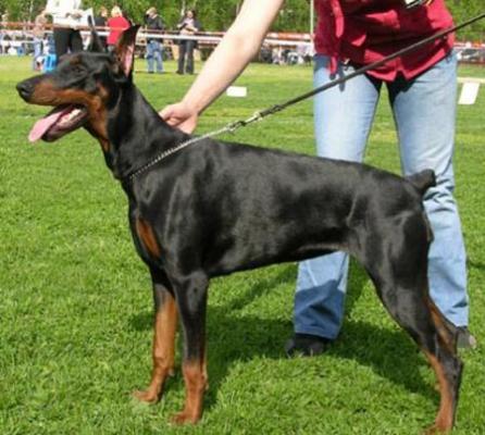 Modus Ost Wera Werta | Black Doberman Pinscher