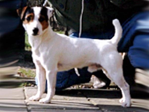 Foxwarren Tommy | Jack Russell Terrier 