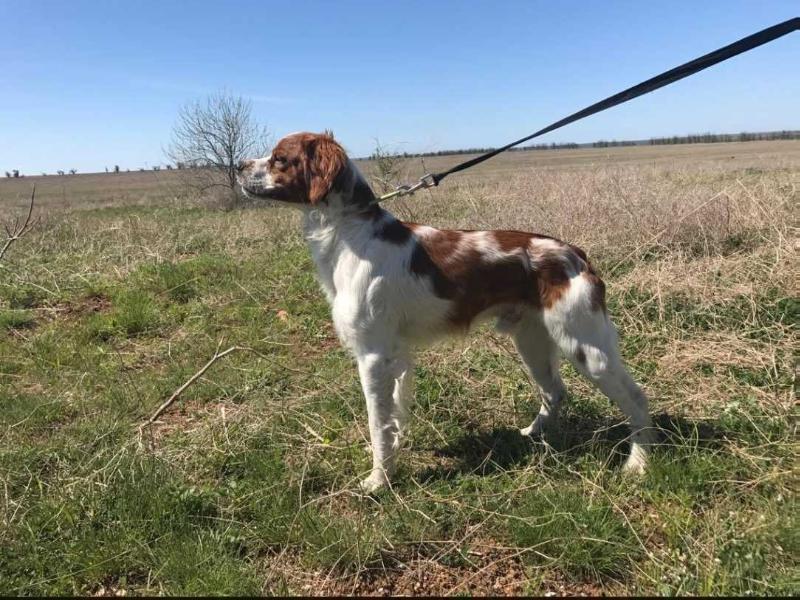 Indus Bretonique Style | Brittany 