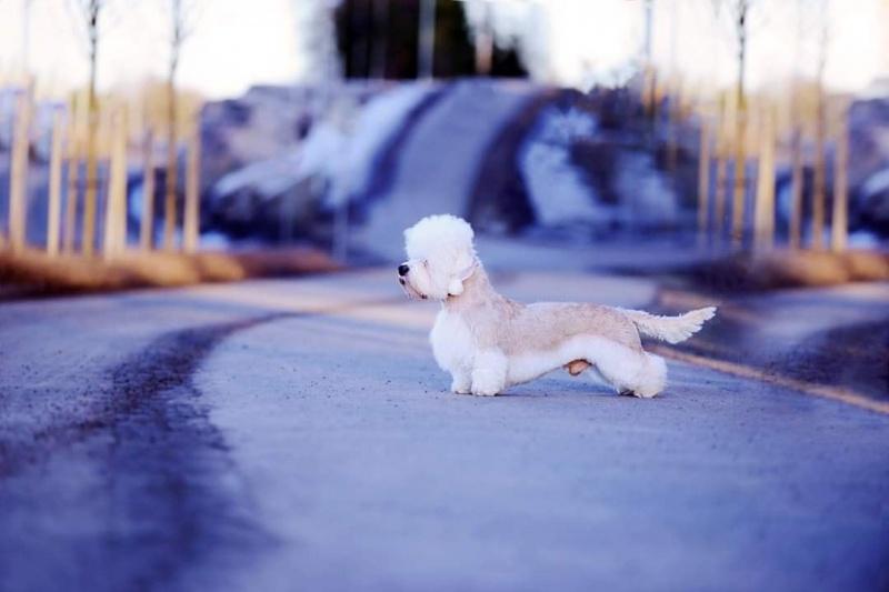 Danchester's Oh See Me Say Wow | Dandie Dinmont Terrier 