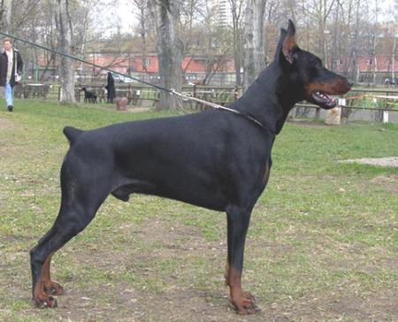 Modus Ost Kapitan Kokos | Black Doberman Pinscher