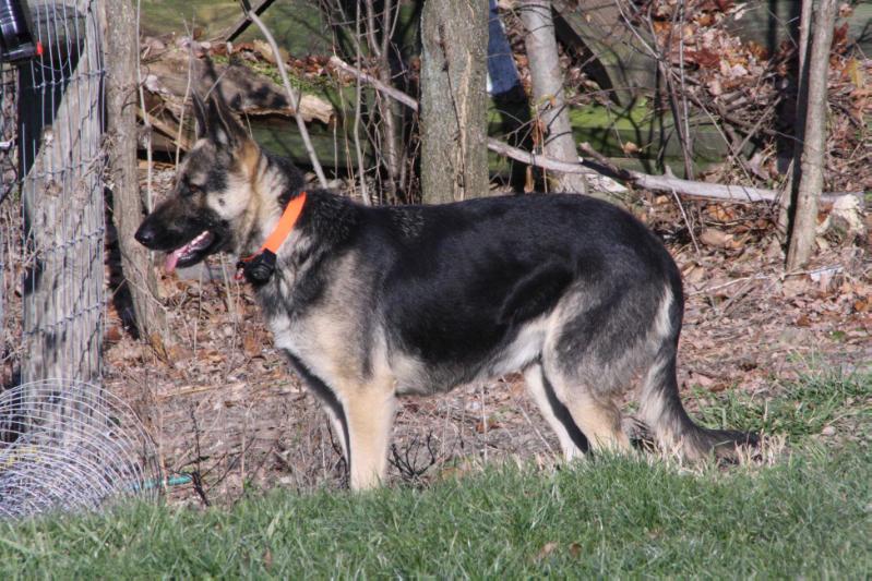 Ethan's Sweet Mya | German Shepherd Dog 
