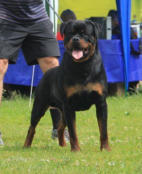 Rim iz Aglitskogo sada | Rottweiler 