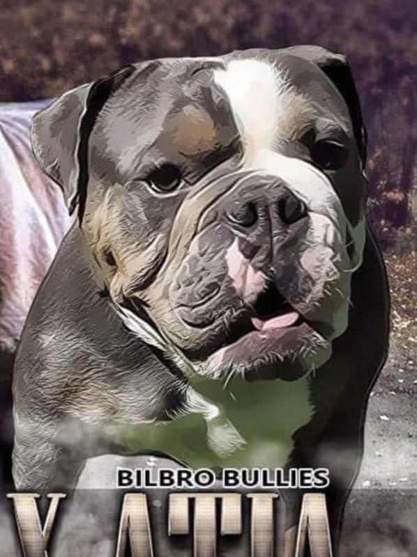 Bilbro Bullies Atia | Olde English Bulldogge 