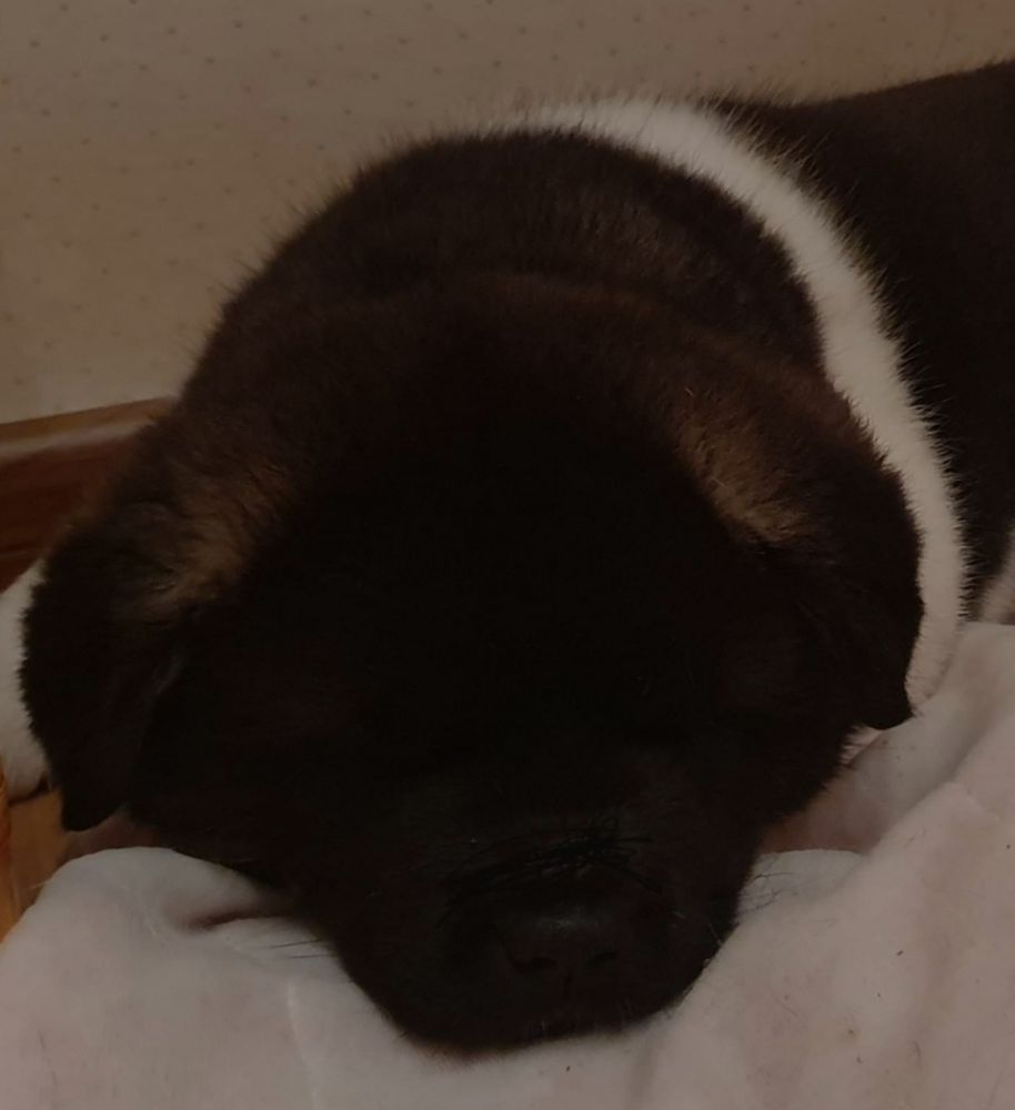 Aurora Northern Light Himeko Hirrani FCI | Akita 