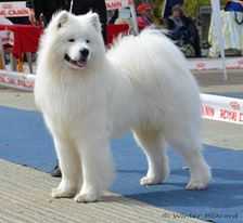 Winter Blizzard Arctic Tail | Samoyed 