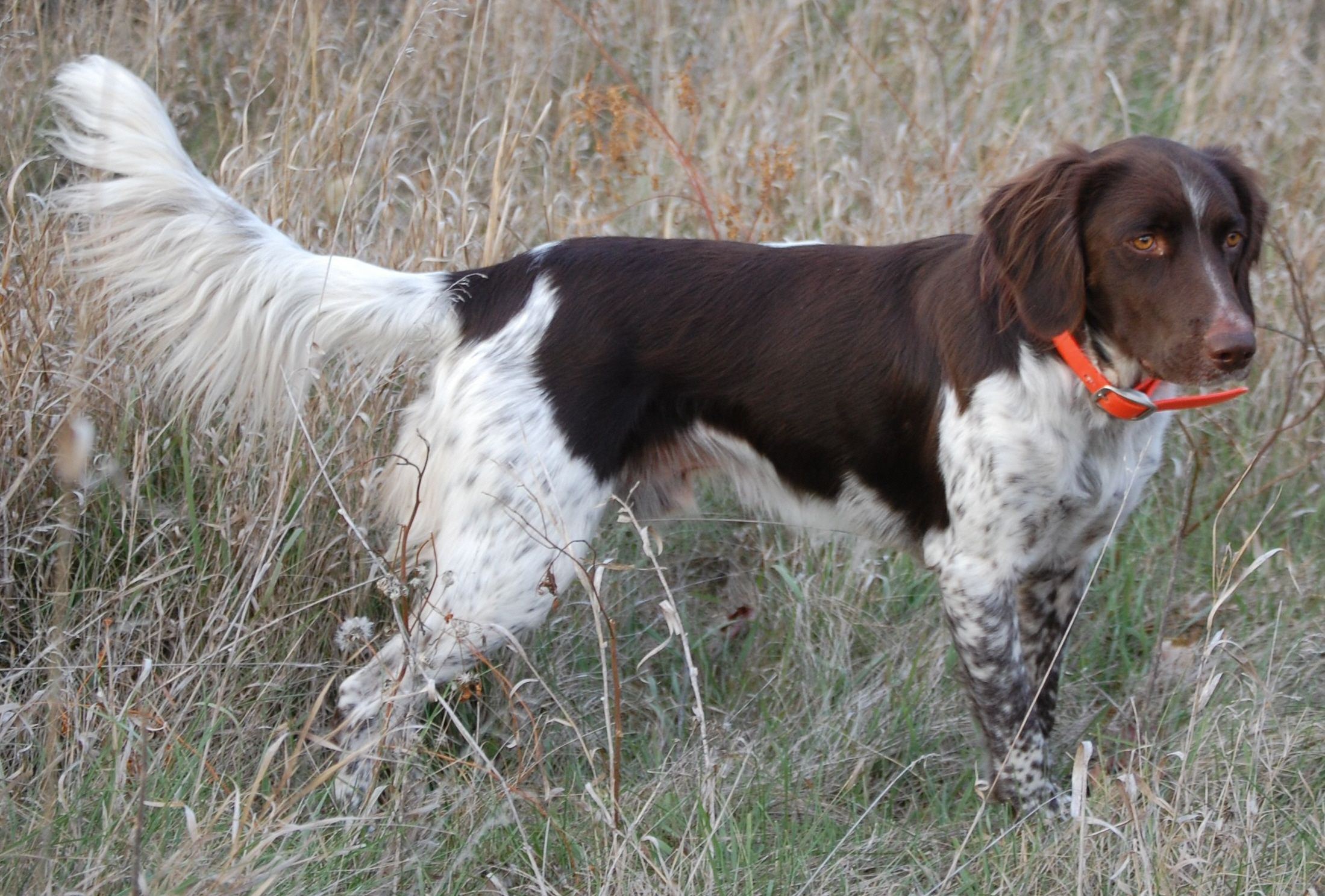 Small Munsterlander Pointer