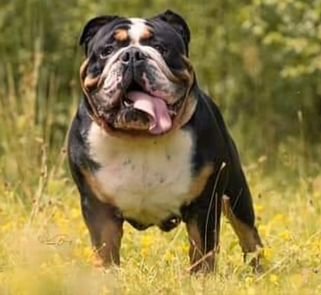 Barkabullz Scar | Olde English Bulldogge 