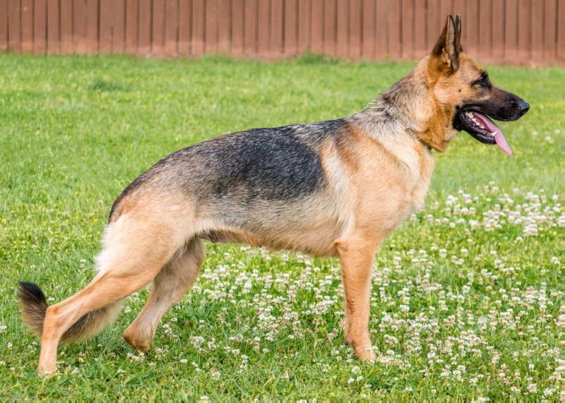 Gemma Vom Haus Berg | German Shepherd Dog 