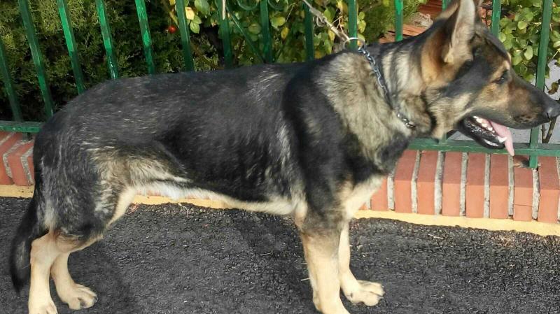 CASSIUS DE USURBE | German Shepherd Dog 