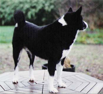 Jukka DK 17773/89 | Karelian Bear Dog 