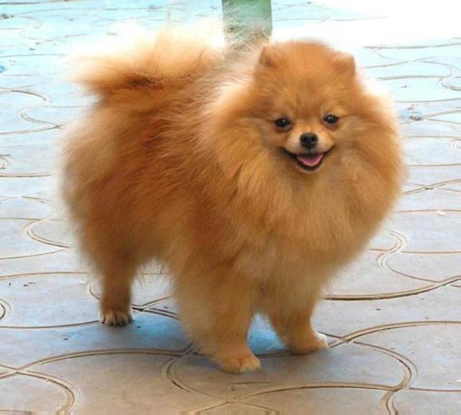 Mag-Hanter Irena Rozmari | Pomeranian 