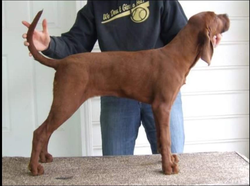 Bennett's Red Ferrari | Redbone Coonhound 