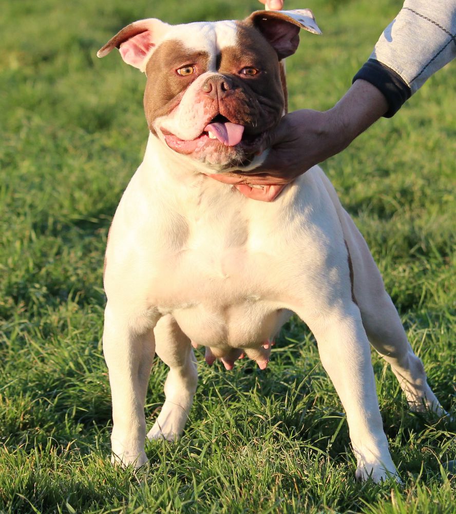 Bomberbulls Queen | American Bulldog 