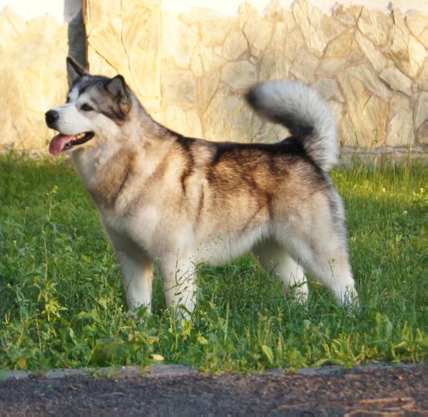 Alfa of Paradais | Alaskan Malamute 