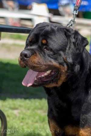 Alabel Mambo | Rottweiler 