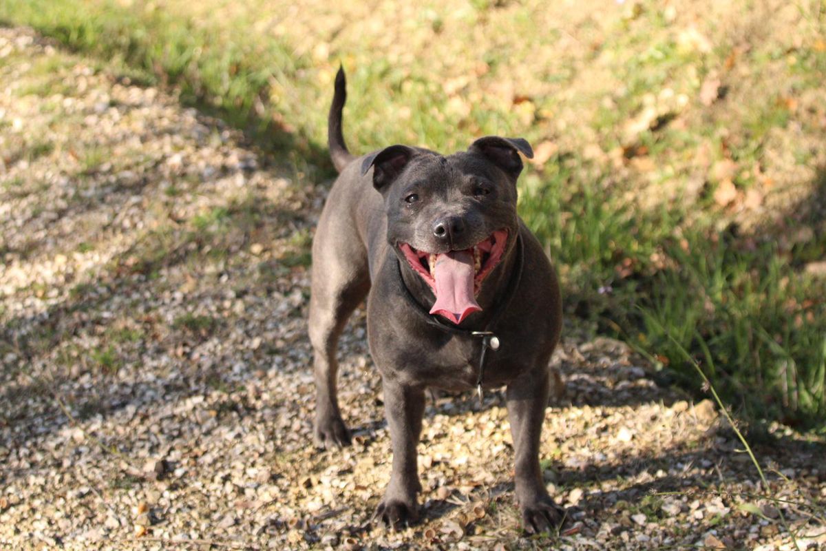 Zoe's | Staffordshire Bull Terrier 