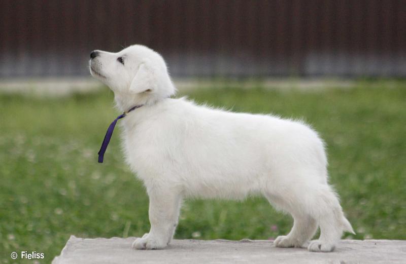 Fieliss Jakob Jantscher | White Swiss Shepherd Dog 