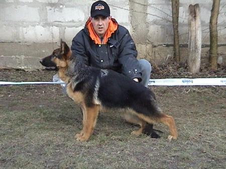 Gipsy von Bekin | German Shepherd Dog 