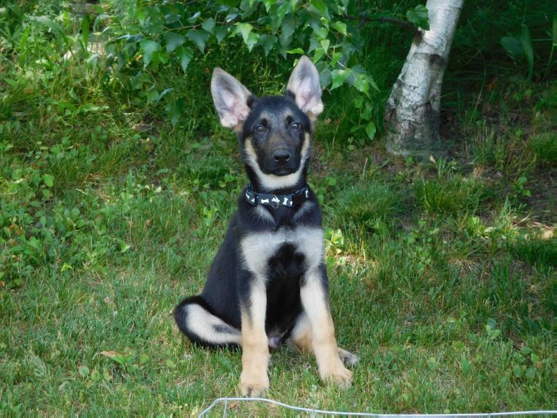 Lennon John | German Shepherd Dog 