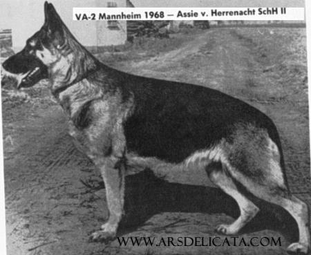 Assie von der Herrenacht | German Shepherd Dog 