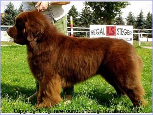 Gustel vom Elsterufer | Newfoundland 