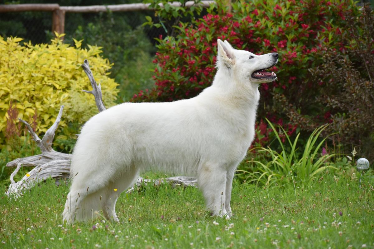 Covenant Nefertiti | White Swiss Shepherd Dog 