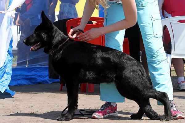 Elina iz Doma Shebis | German Shepherd Dog 
