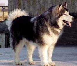 Dunka sausimayok | Alaskan Malamute 