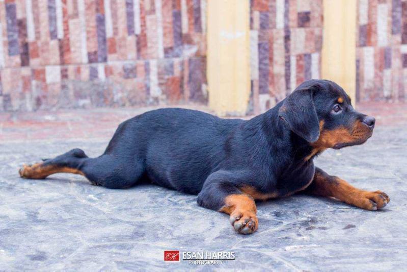 Camilar Von Europa Multi | Rottweiler 