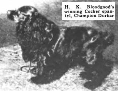 Durbar (~1916) | American Cocker Spaniel 