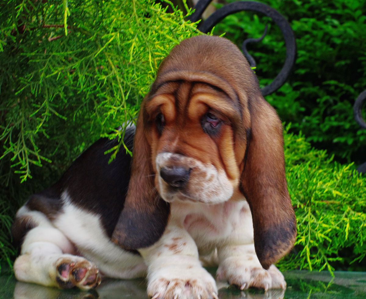 IYANA JAM LONG CASTLE HOUND | Basset Hound 