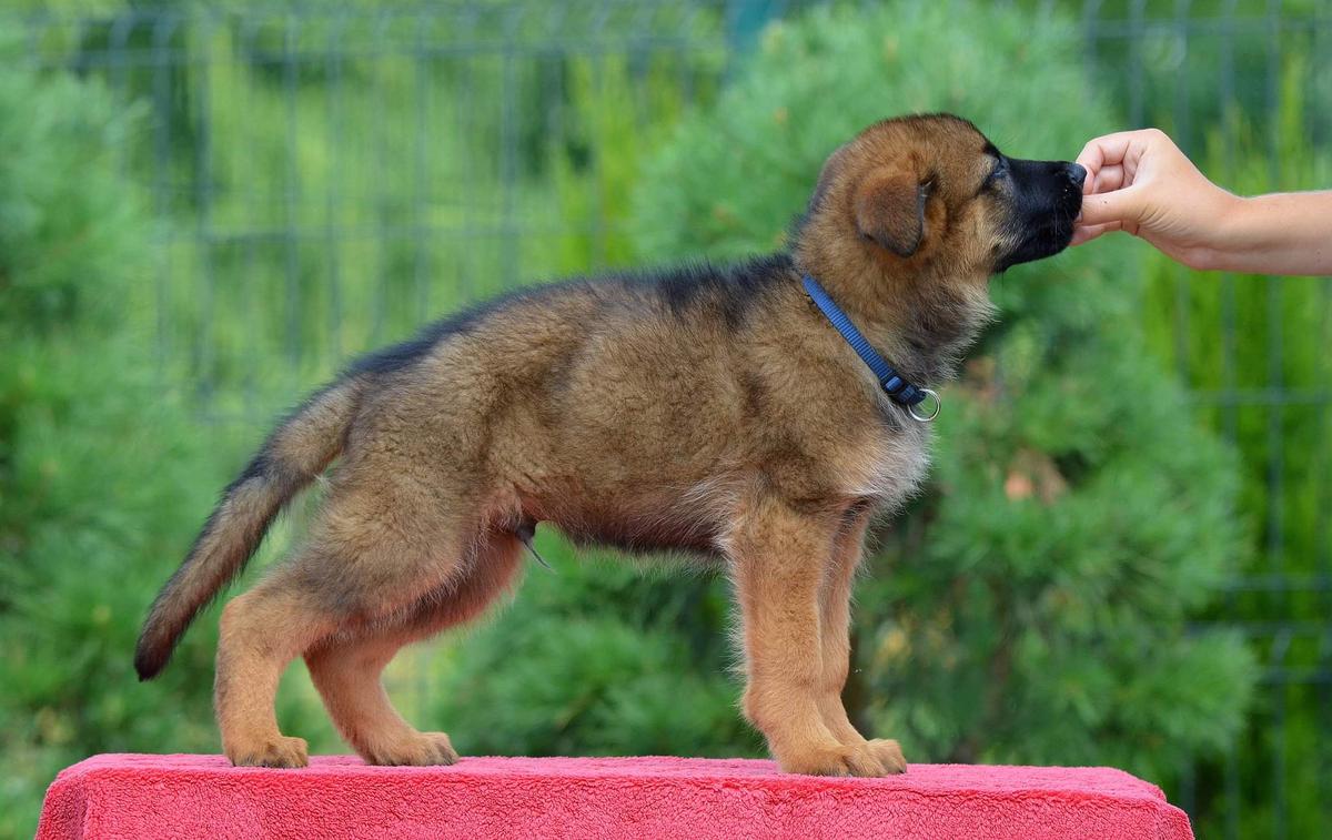 Nikson Kircholm Blum | German Shepherd Dog 